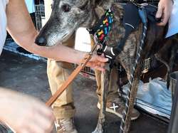 Sauv.  le 08.10.2021 de 11 galgos Salamanca