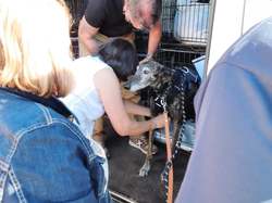 Sauv.  le 08.10.2021 de 11 galgos Salamanca