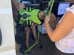 Sauv.  le 08.10.2021 de 11 galgos Salamanca