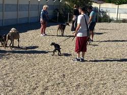 Sauv.  le 08.10.2021 de 11 galgos Salamanca