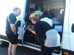 Sauv.  le 08.10.2021 de 11 galgos Salamanca