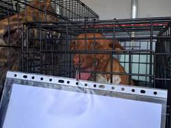 Sauv. le 19.05.2023 de 17 loulous