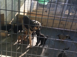 Sauvetage à Salamanca les 27 & 28.10.2018