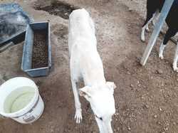 Sauvetage à Salamanca les 27 & 28.10.2018