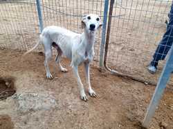 Sauvetage à Salamanca les 27 & 28.10.2018