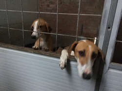 Sauvetage à Salamanca les 27 & 28.10.2018