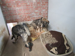 Sauvetage à Salamanca les 7 & 8.07.2022