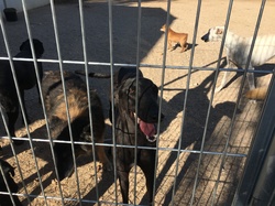 Sauvetage à Salamanca les 7 & 8.07.2022