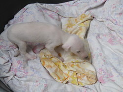 Sauvetage à Salamanca les 7 & 8.07.2022