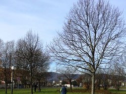 Sauvetage de 10 loulous le 23.12.2018