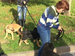 Sauvetage de 10 loulous le 23.12.2018