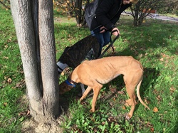 Sauvetage de 10 loulous le 23.12.2018