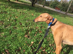 Sauvetage de 10 loulous le 23.12.2018