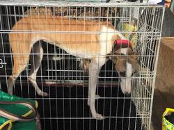 Sauvetage de 10 loulous le 23.12.2018