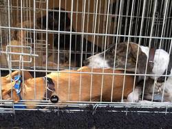 Sauvetage de 10 loulous le 23.12.2018