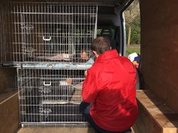 Sauvetage de 10 loulous le 23.12.2018