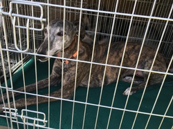 Sauvetage de 10 loulous le 23.12.2018