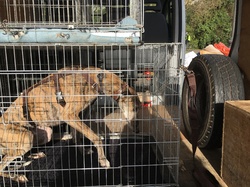 Sauvetage de 10 loulous le 23.12.2018