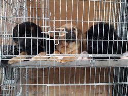 Sauvetage de 10 loulous le 23.12.2018