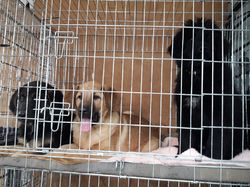 Sauvetage de 10 loulous le 23.12.2018