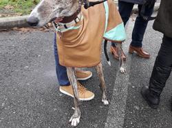 Sauvetage de 10 loulous le 23.12.2018