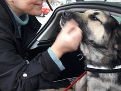 Sauvetage de 10 loulous le 23.12.2018