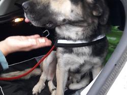 Sauvetage de 10 loulous le 23.12.2018