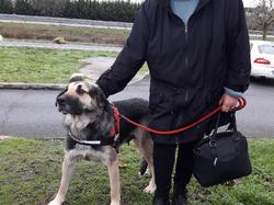 Sauvetage de 10 loulous le 23.12.2018