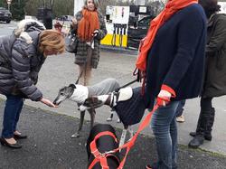 Sauvetage de 10 loulous le 23.12.2018