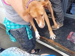 Sauvetage de 13 chiens de Salamanca le 20.10.2022