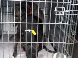 Sauvetage de 6 loulous le 16.03.2018