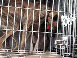 Sauvetage de 6 loulous le 16.03.2018