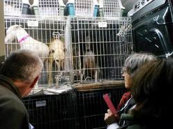 Sauvetage de 6 loulous le 16.03.2018