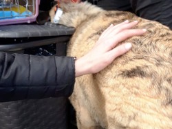 Sauvetage de 6 loulous le 16.03.2018