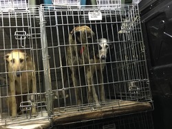 Sauvetage de 6 loulous le 16.03.2018