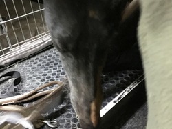 Sauvetage de 6 loulous le 16.03.2018