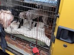 Sauvetage de 8 loulous le 01.11.2019