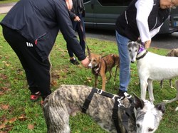 Sauvetage de 8 loulous le 01.11.2019