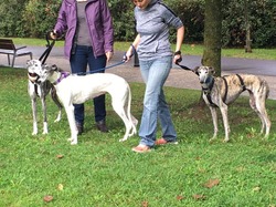 Sauvetage de 8 loulous le 01.11.2019