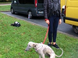 Sauvetage de 8 loulous le 01.11.2019