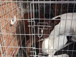 Sauvetage de 8 loulous le 01.11.2019