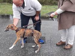 Sauvetage de 8 loulous le 01.11.2019