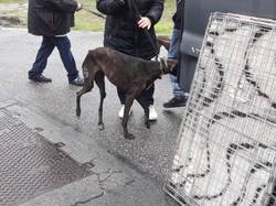 Sauvetage de 8 loulous le 01.11.2019