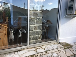 Sauvetage de 8 loulous les 30 & 31.05.2019