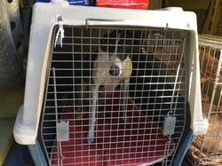 Sauvetage de 8 loulous les 30 & 31.05.2019