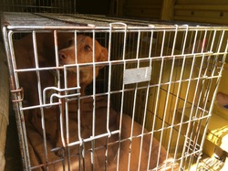 Sauvetage de 8 loulous les 30 & 31.05.2019