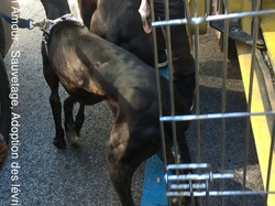 Sauvetage de 8 loulous les 30 & 31.05.2019