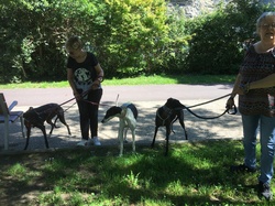 Sauvetage de 8 loulous les 30 & 31.05.2019