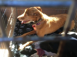 Sauvetage de 8 loulous les 30 & 31.05.2019