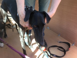 Sauvetage de 8 loulous les 30 & 31.05.2019